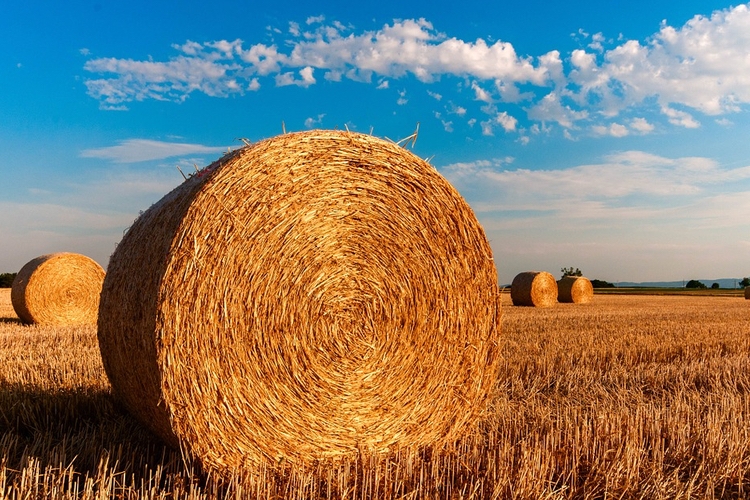 Eleccions agrícoles