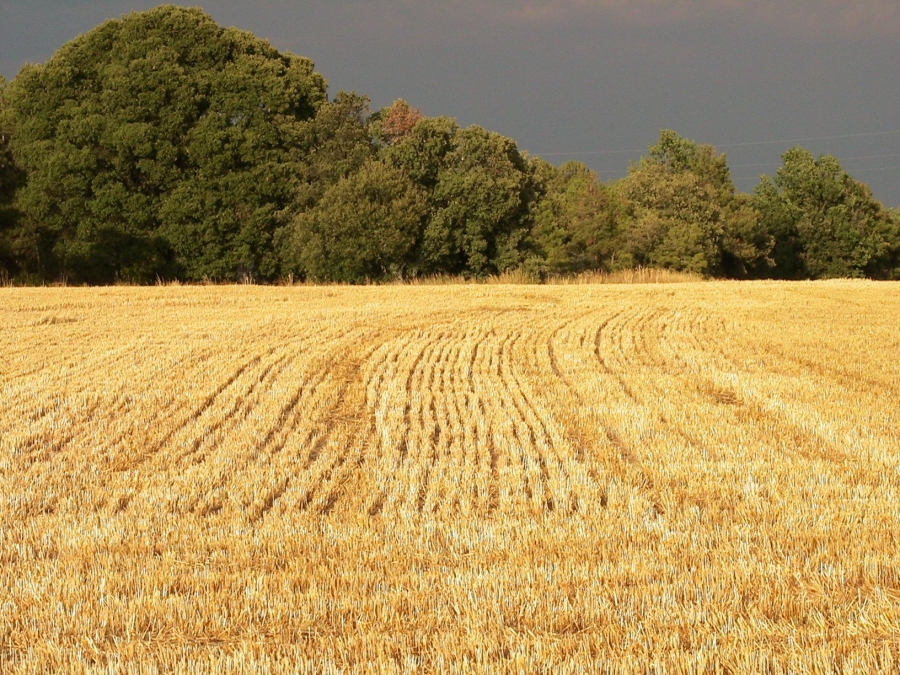 Eleccions agràries